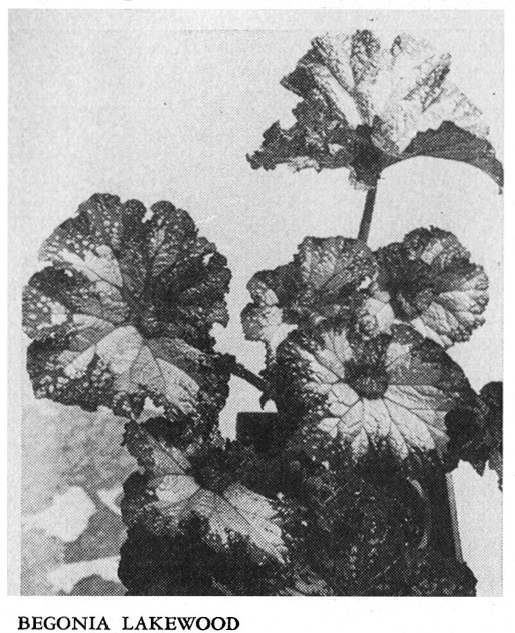 B. ‘Lakewood’